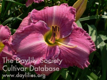 Daylily Bunny Slippers
