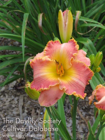 Daylily Busty St Claire