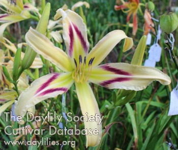 Daylily Busy as A