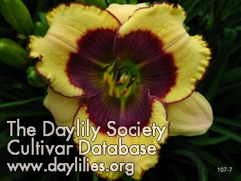 Daylily But Now I See