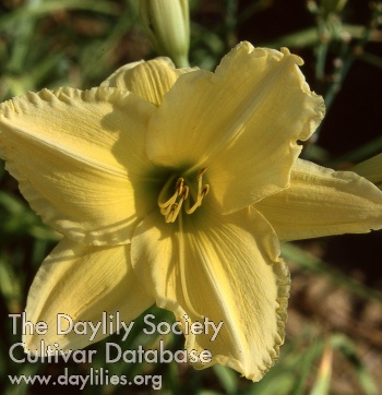 Daylily Butter Yellow