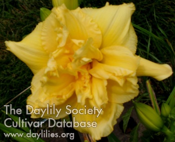 Daylily Butterball Baby
