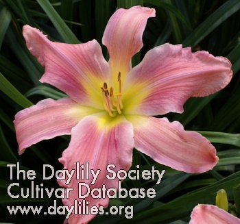 Daylily Butterfly Maiden