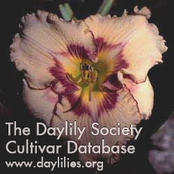 Daylily Butterfly Tattoo
