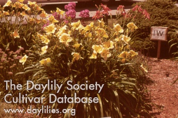 Daylily Buttermint