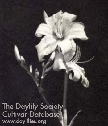 Daylily Butterscotch