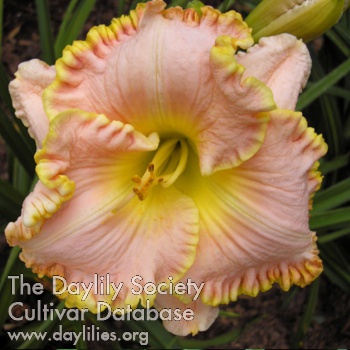 Daylily Bagelicious