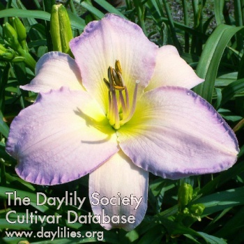 Daylily Barbara Garren