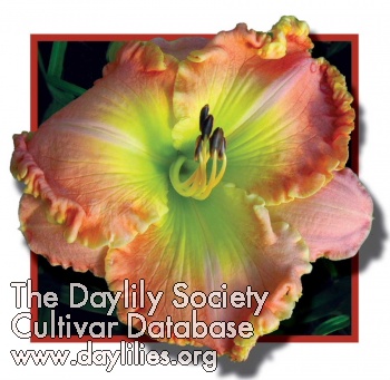 Daylily Barbie in Pink
