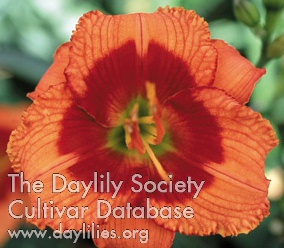 Daylily Bat Masterson