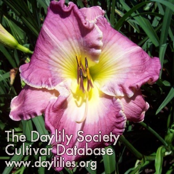 Daylily Becky Adams