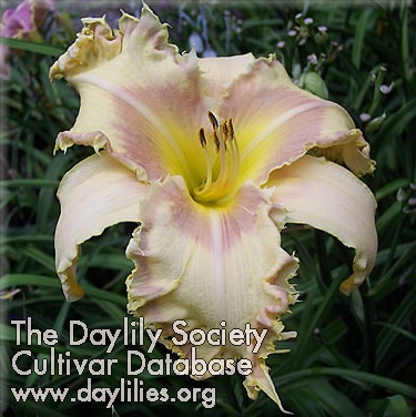 Daylily Bed of Nails