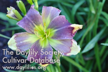 Daylily Behold the Believable