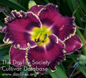 Daylily Berry Delicious