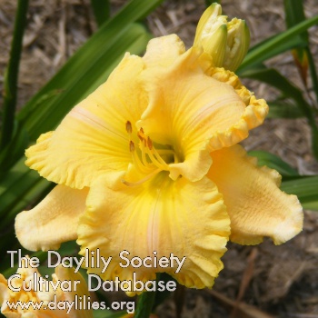 Daylily Better than Butter