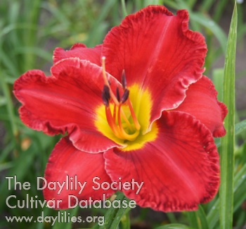 Daylily Blood of the Cross
