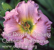 Daylily Blue Pink Beauty