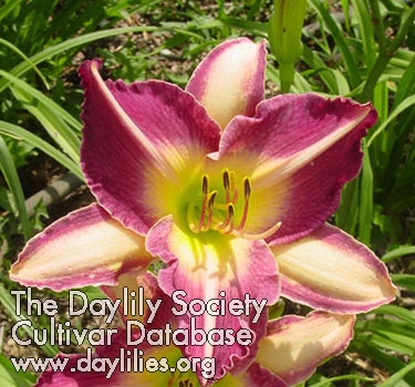 Daylily Changing Colors