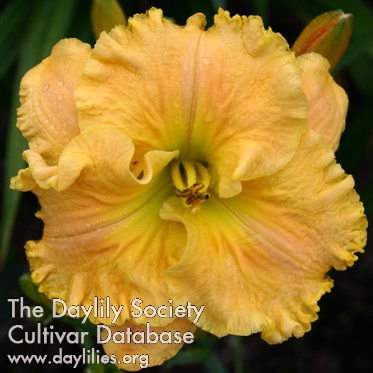 Daylily Classically Enchanting