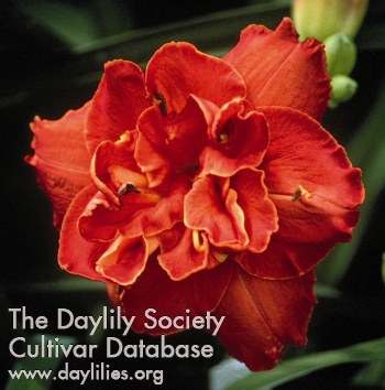 Daylily Clovette Adams