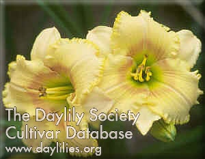Daylily Crazy for You