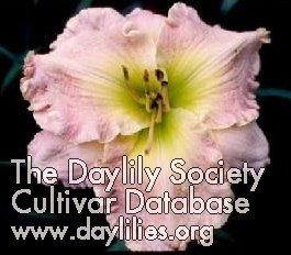 Daylily Caledonian Beauty