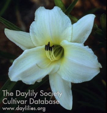 Daylily Call to Remembrance