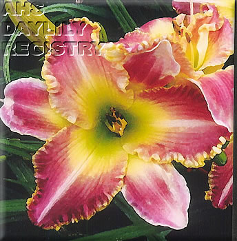 Daylily Calling All Gardeners