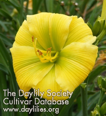 Daylily Calypso Green