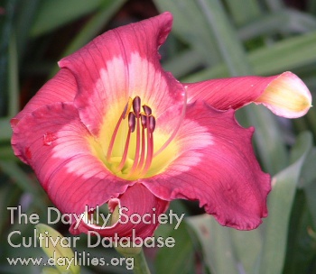 Daylily Cameroons
