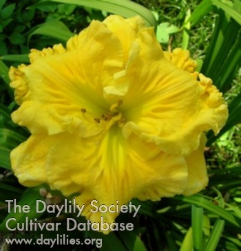 Daylily Canary Flush