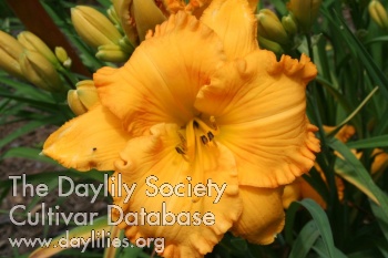 Daylily Can't Elope