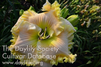 Daylily Can't Keep My Eyes
