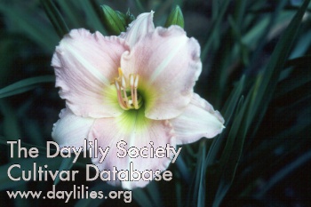 Daylily Cantique