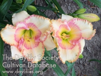Daylily Cape Cod Baby Kisses