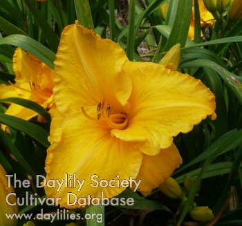 Daylily Caracas Candle