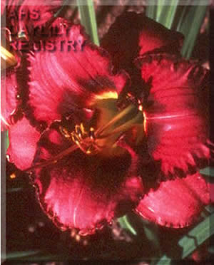 Daylily Carbon Collar