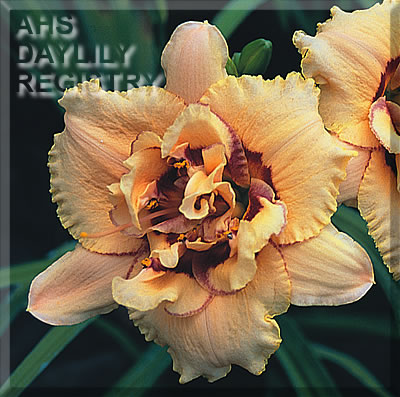 Daylily Cardassian Border