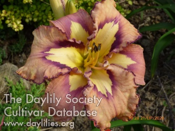 Daylily Carefree Thoughts
