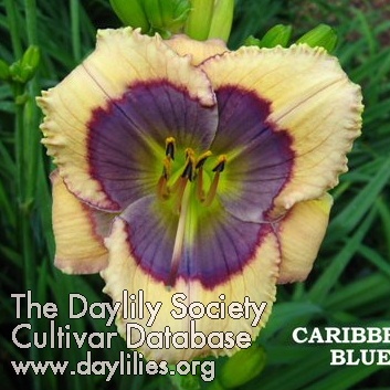 Daylily Caribbean Blue