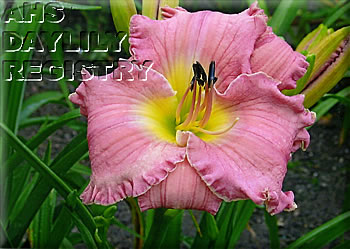 Daylily Carmen Leigh