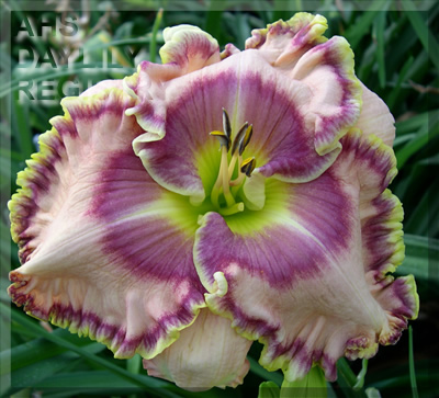 Daylily Carol Todd