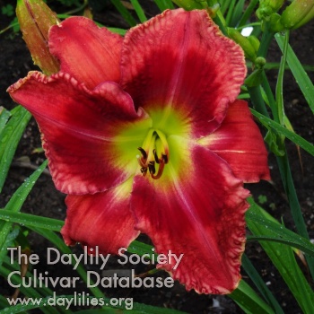 Daylily Carolina Dale