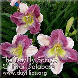 Daylily Carolina Bound