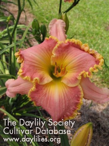 Daylily Carolina Pink Pinwheel