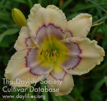Daylily Casting Pale Shadows