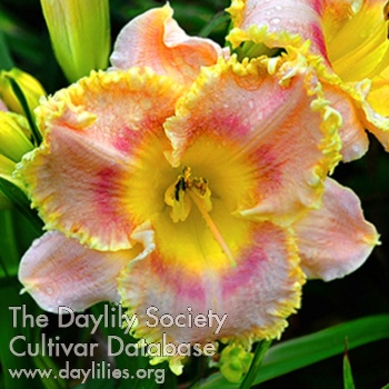 Daylily Castle Whispers