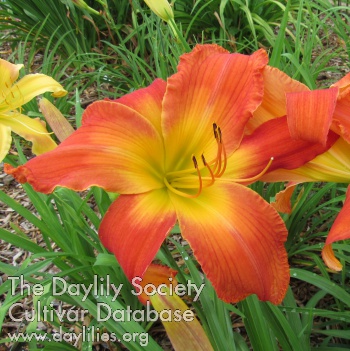 Daylily Caswell Musical Roots