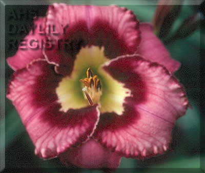 Daylily Catcher in the Eye