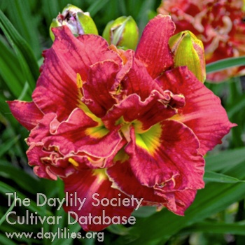 Daylily Cautín